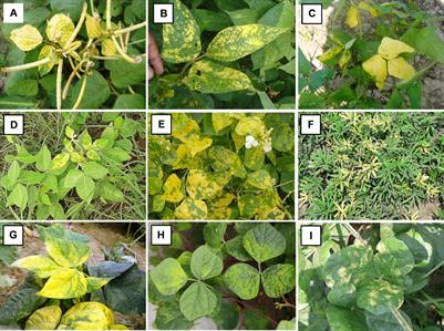 Exploring distribution and genomic diversity of begomoviruses associated with yellow mosaic disease of legume crops from India, highlighting the dominance of mungbean yellow mosaic India virus